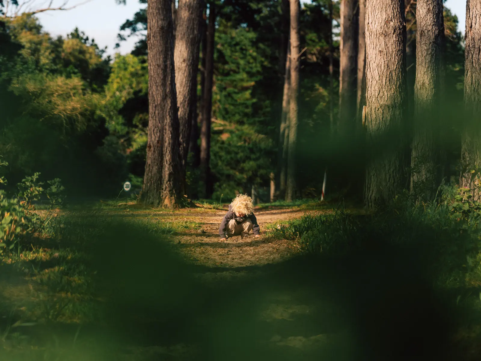 A child playing in the pine forest