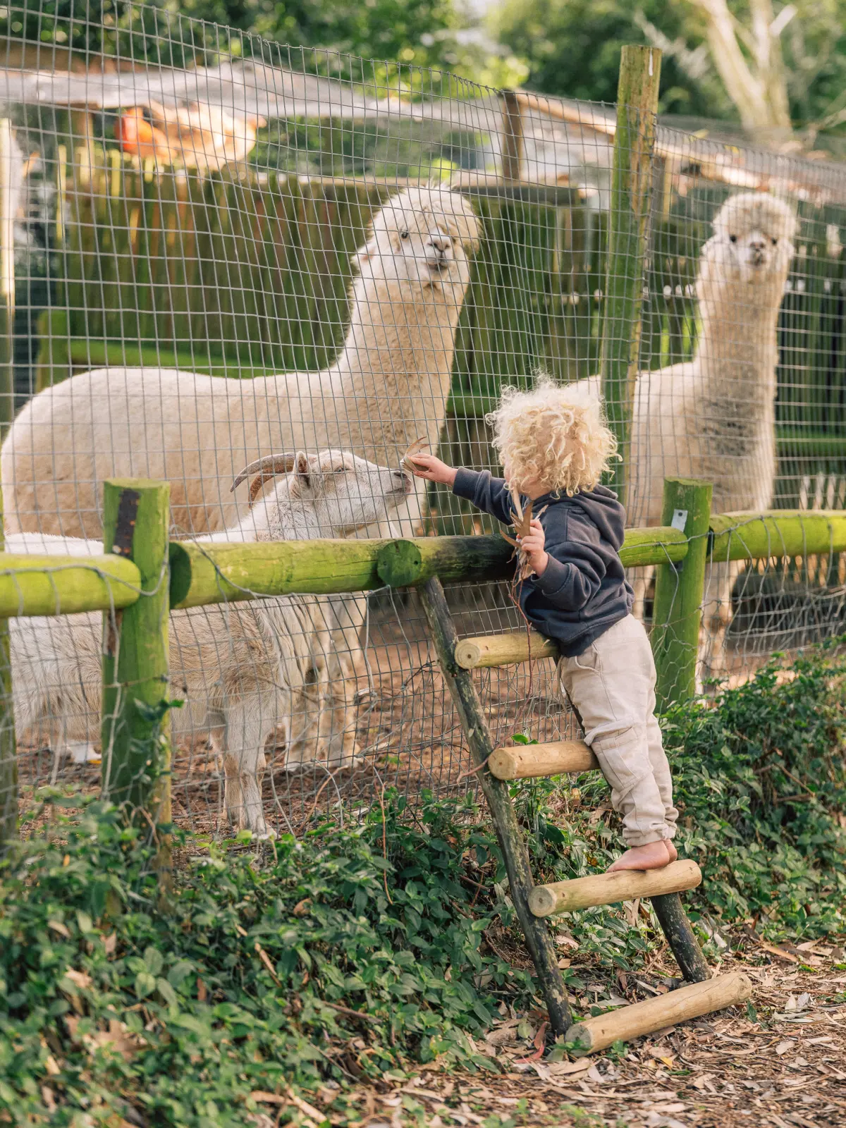 A child at a fence